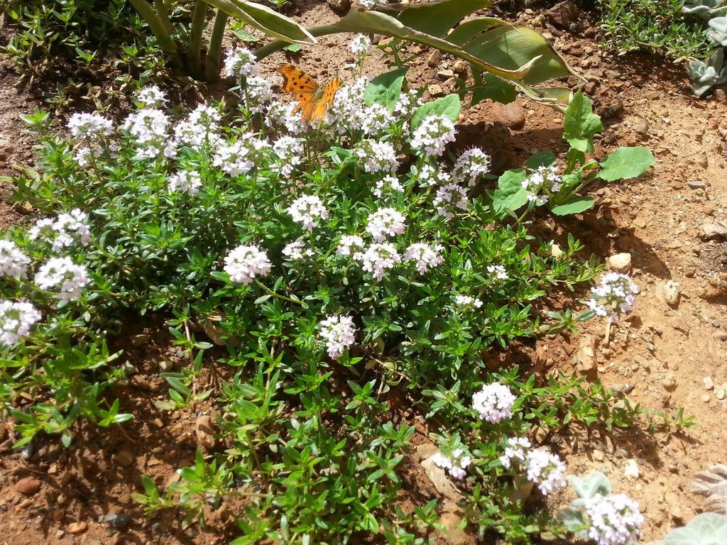 קוקינוס פירגוס Elpidis Villa מראה חיצוני תמונה